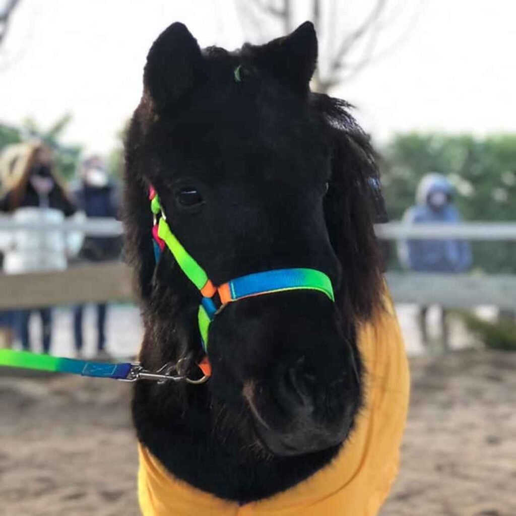 Terapias con Caballo Miniatura pueden ayudarte a convertirte en el líder que siempre has querido